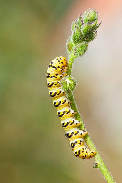 istock Caterpillar crawling on green twig 468446232