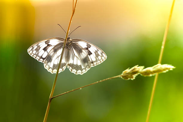 istock butterfly sitting on leaf with natural background 468446240