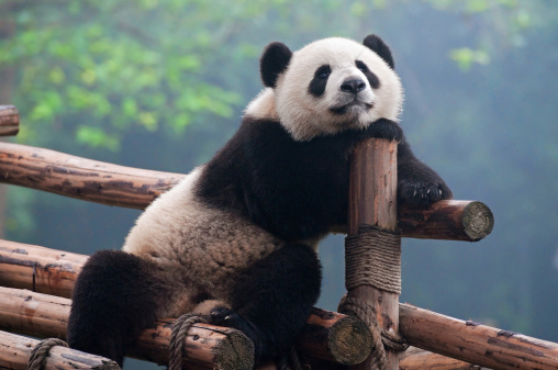 Cute panda bear posing for camera