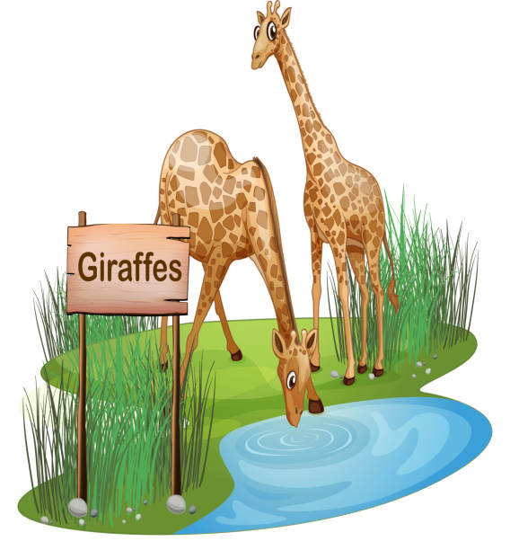 Two Giraffes At The Pond Near A Signboard Stock Illustration - Download  Image Now - Drinking, Animal, Giraffe - iStock
