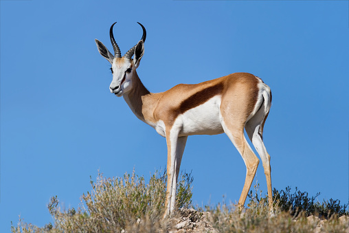 Beautiful springbok ram standing on a ridge in the Kalahari against blue sky