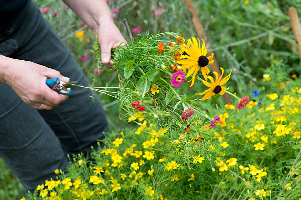 istock making a summer garden bouquet 468448522