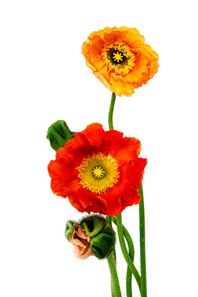 poppies stock photo