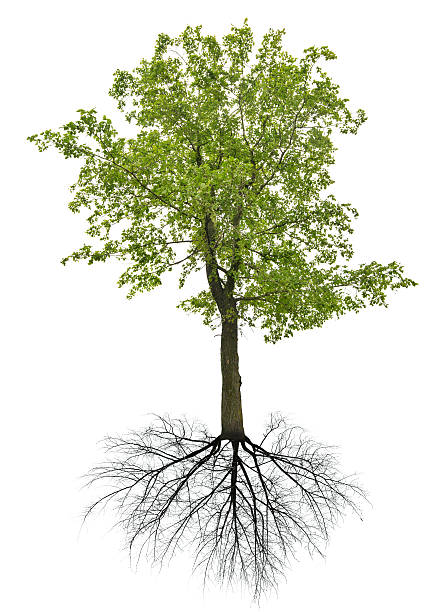 été vert foncé linden arbre avec des racines - linden tree photos et images de collection