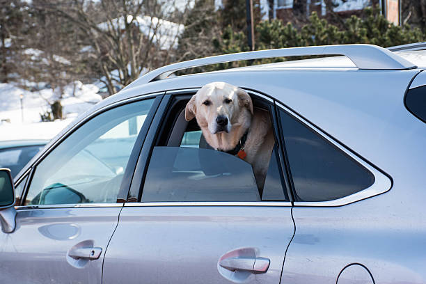 istock Curious dog looks out of a window 468449332