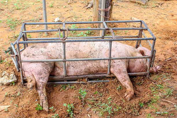 pig in a cage waiting to be killed