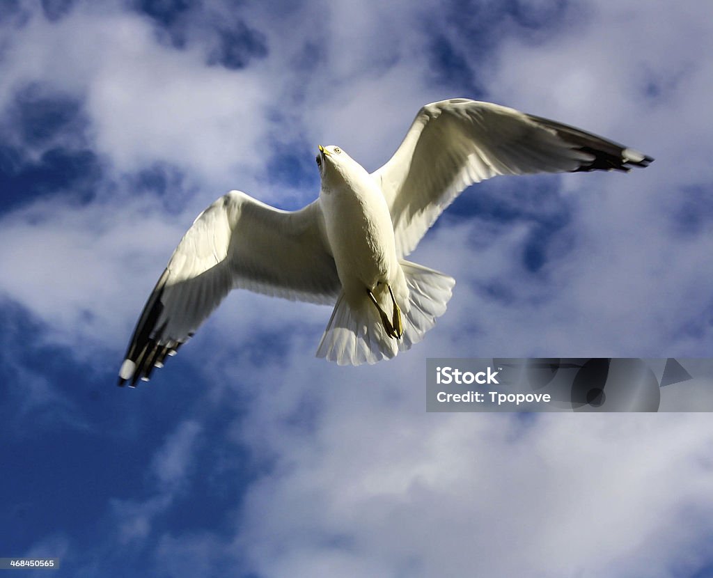 Flying high Soaring white seagull Animal Body Part Stock Photo