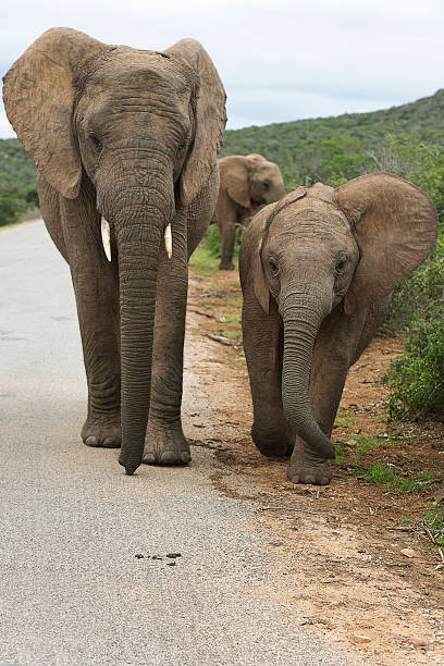 istock Mother and baby elephant in Addo 468452271