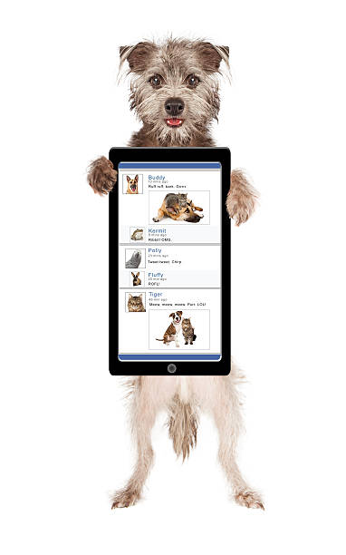 istock Dog Social Media Smart Phone 468453148
