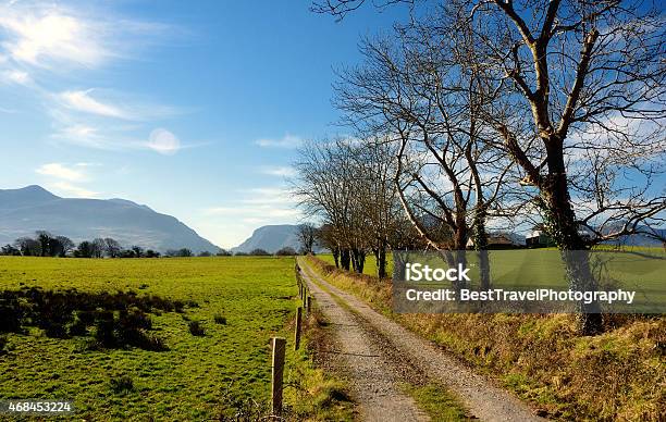 Percorso E Alberi In Una Giornata Di Sole Anello Di Kerry - Fotografie stock e altre immagini di Anello di Kerry