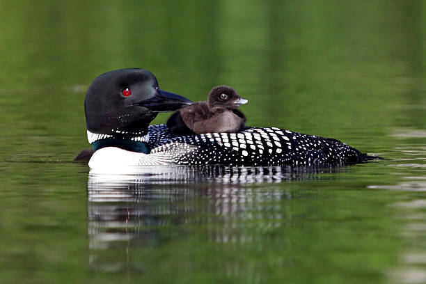 Loon Chick Riding on Mother's Back Loon Chick Riding on Mother's Back loon bird stock pictures, royalty-free photos & images