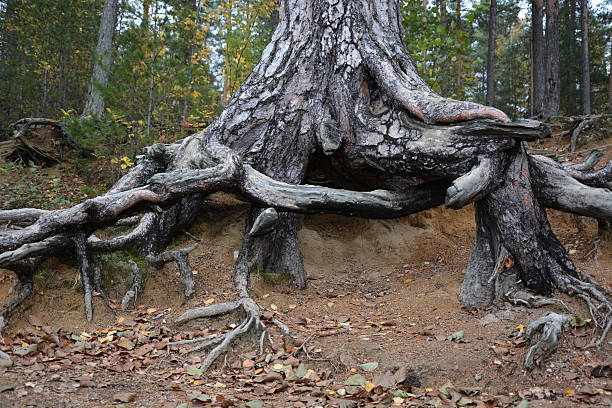 istock Tree roots. Picture can be used as a background 468453496