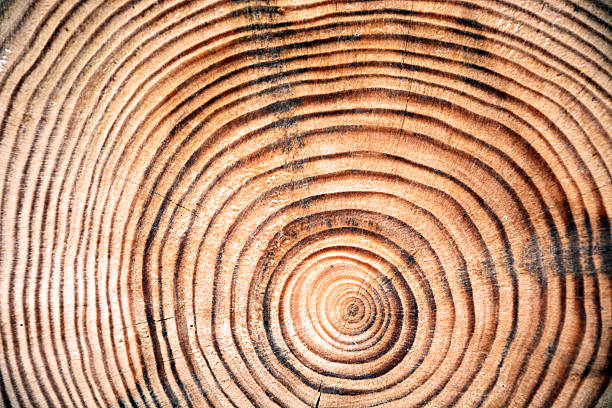 istock Slice of wood timber as a natural background 468453668