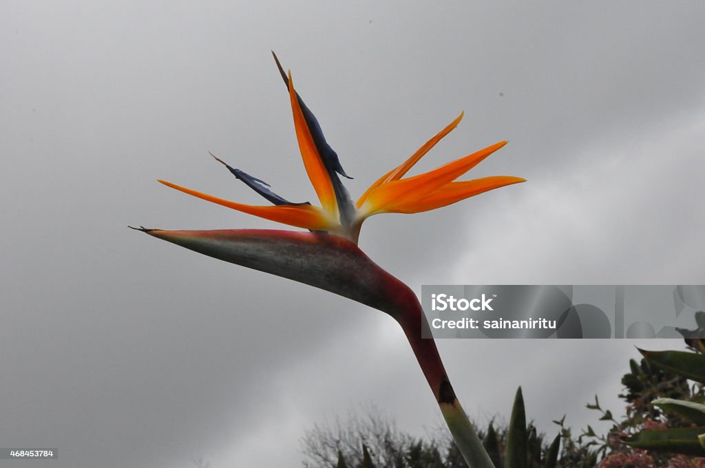 Bird of Paradise Flower 2015 Stock Photo