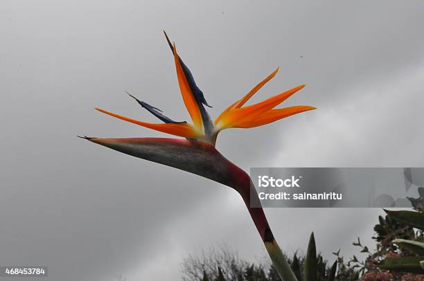 Bird Of Paradise Flower Stock Photo - Download Image Now - 2015, Atlantic Islands, Backgrounds