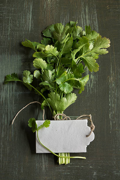 istock bouquet of fresh coriander or cilantro 468453792