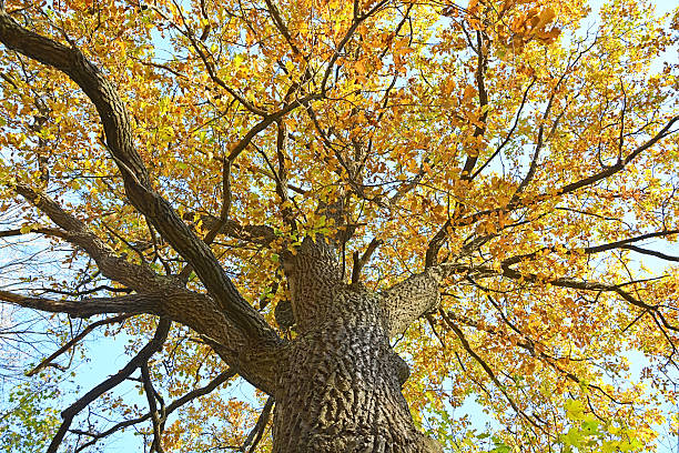 istock Golden oak tree at autumn season as a background 468453868
