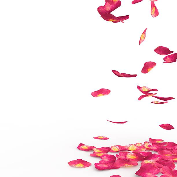 istock Rose petals fall to the floor 468453912