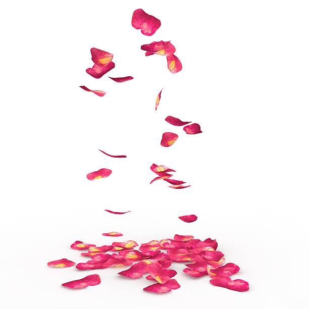 istock Rose petals fall to the floor 468453930
