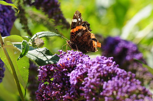 istock Red Admiral Butterfly, U.K. 468454673