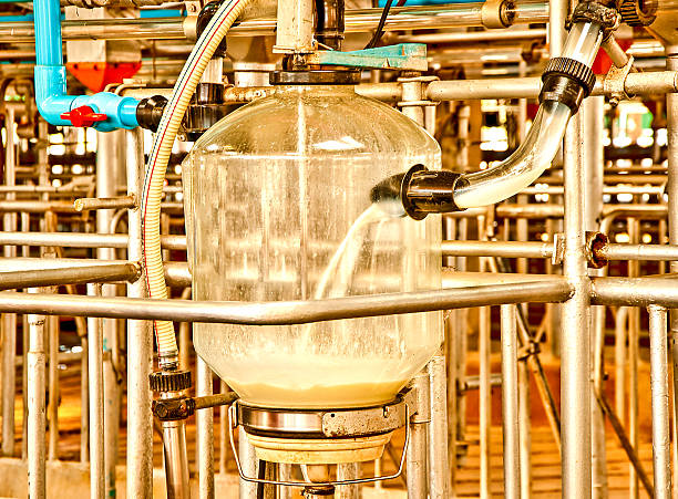Milk machine on cow farm stock photo