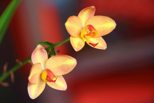 Beautiful orchids blooming in the garden