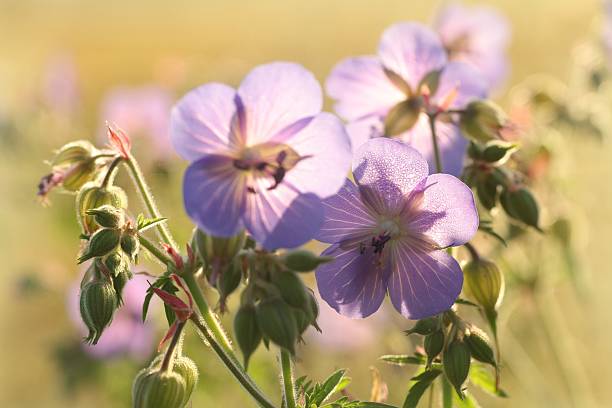 Geranium pratense Close-up of Geranium pratense covered with morning dew. sunset dew stock pictures, royalty-free photos & images