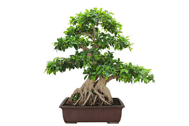 bonsai banyan tree bonsai banyan tree with white background chinese banyan bonsai stock pictures, royalty-free photos & images