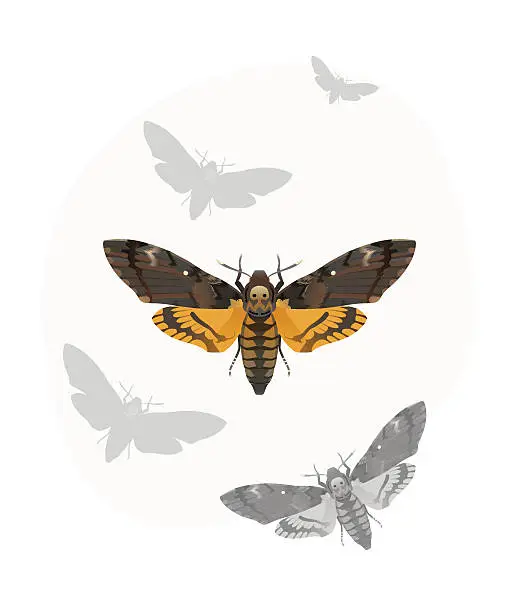 Vector illustration of Death's-head Hawk moth (Acherontia Atropos)