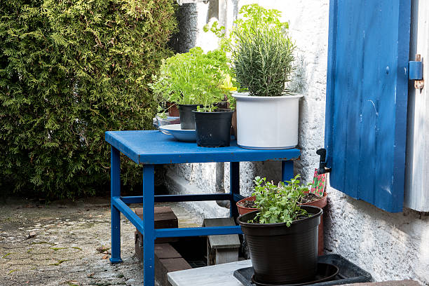 courtyard garden, culinary herbs in plant pots on a blue table, white wall and blue door