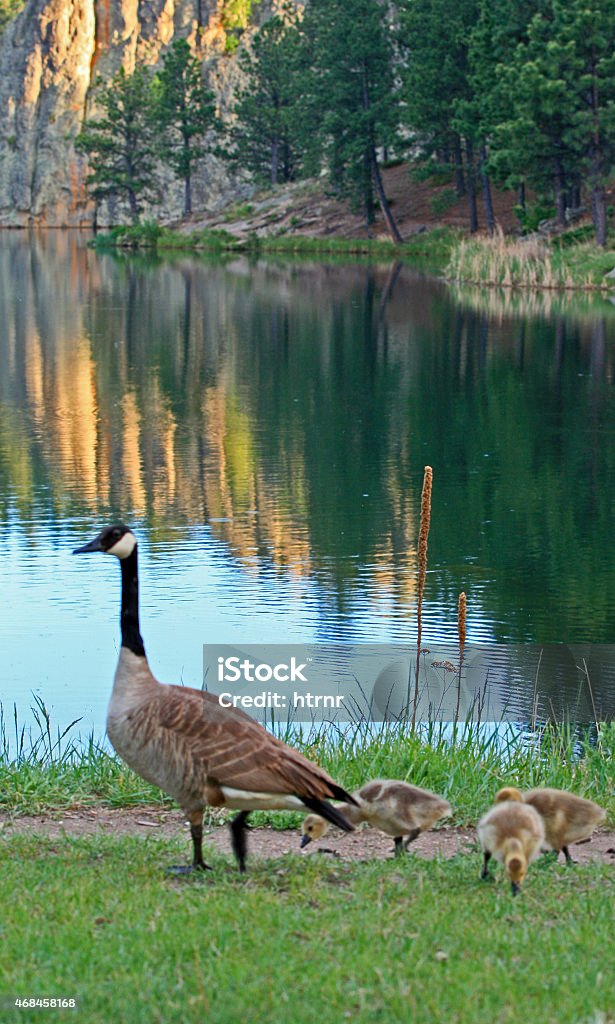 Canadian Goose with goslings - shore Sylvan Lake Black Hills Canadian Geese with goslings ducklings on the shore of Sylvan Lake in the Black Hills of South Dakota USA in Custer State Park 2015 Stock Photo