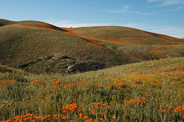 istock Orange and Yellow Desert Wildflowers on rolling hills 468458582