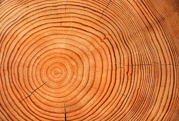 istock Slice of wood timber as a natural background 468459630