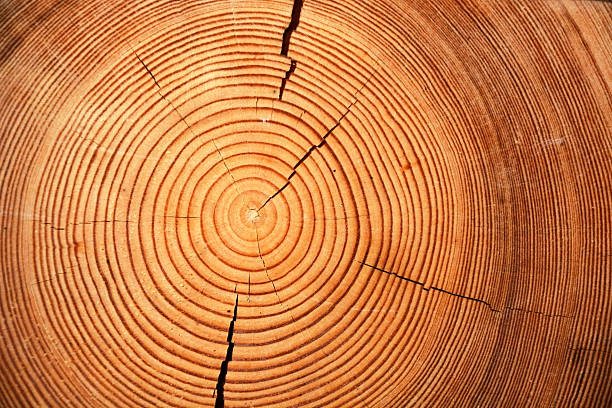 istock Slice of wood timber as a natural background 468459640