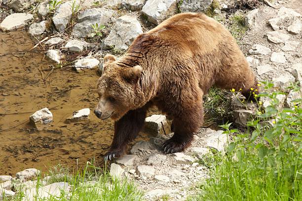 niedźwiedź brunatny - czworonogi zdjęcia i obrazy z banku zdjęć