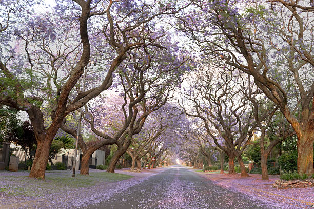 istock Jacaranda street scene landscape 468461292