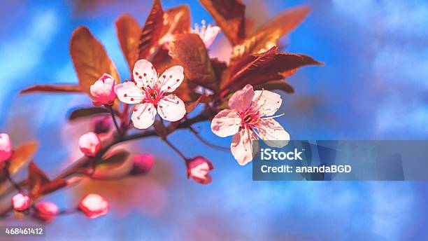 Cherry Blossoms Stock Photo - Download Image Now - 2015, April, Backgrounds