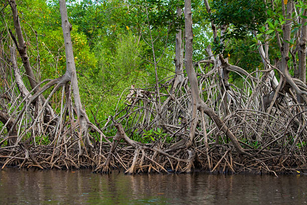 мангровые корни - leaf plant twisty twisted стоковые фото и изображения
