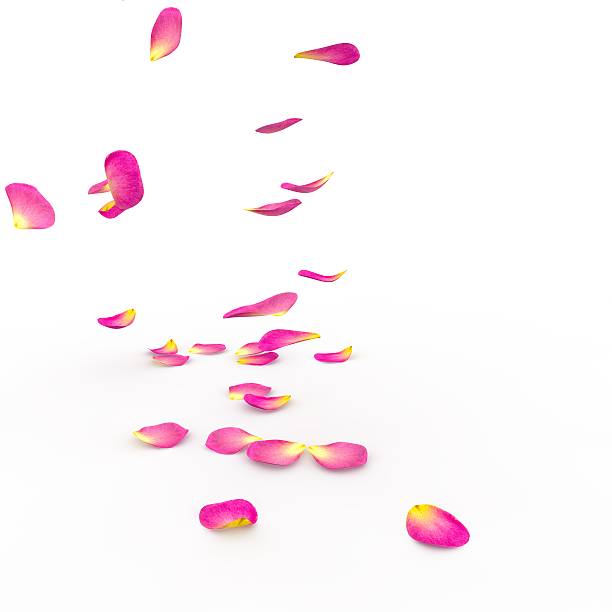 istock Rose petals fall to the floor 468461922