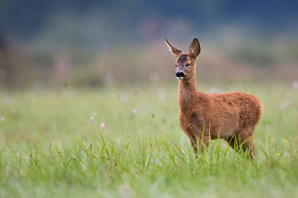 istock Dormant young roe deer in a clearing 468462607