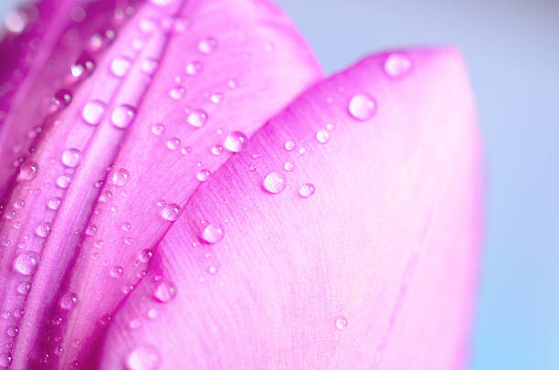 istock Lilac tulips with water drops. 468465278