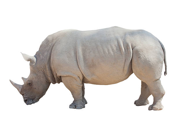 istock Rhino isolated on the white background 468465413