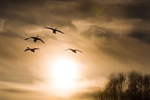 istock swans on a background of the sky 468465538