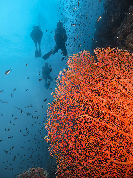istock Orange fan coral with divers 468466322