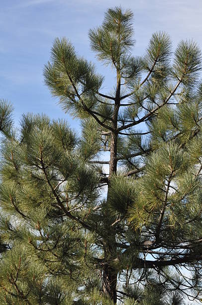 istock Pines to Palms Scenic Byway in California 468466578