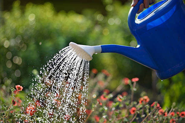 istock Watering the flowers 468467057