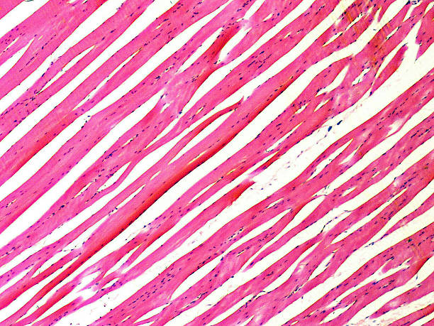 istock Muscle Fibers 468467159