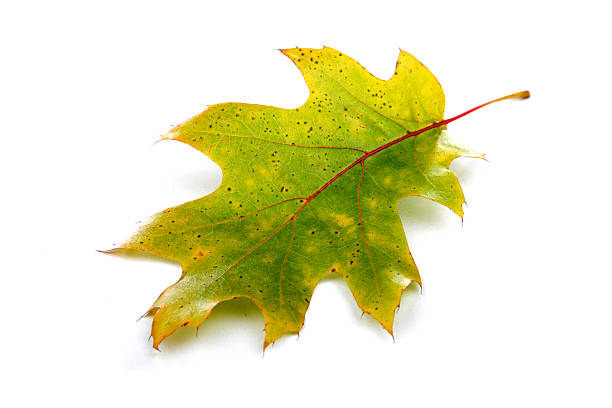 istock Close-up of autumn leaf - studio shot 468467402