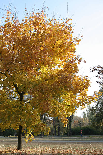 istock Autumn colours in the park 468467436