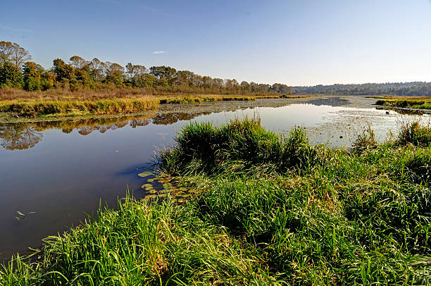 istock Meadows by a lake 468467750